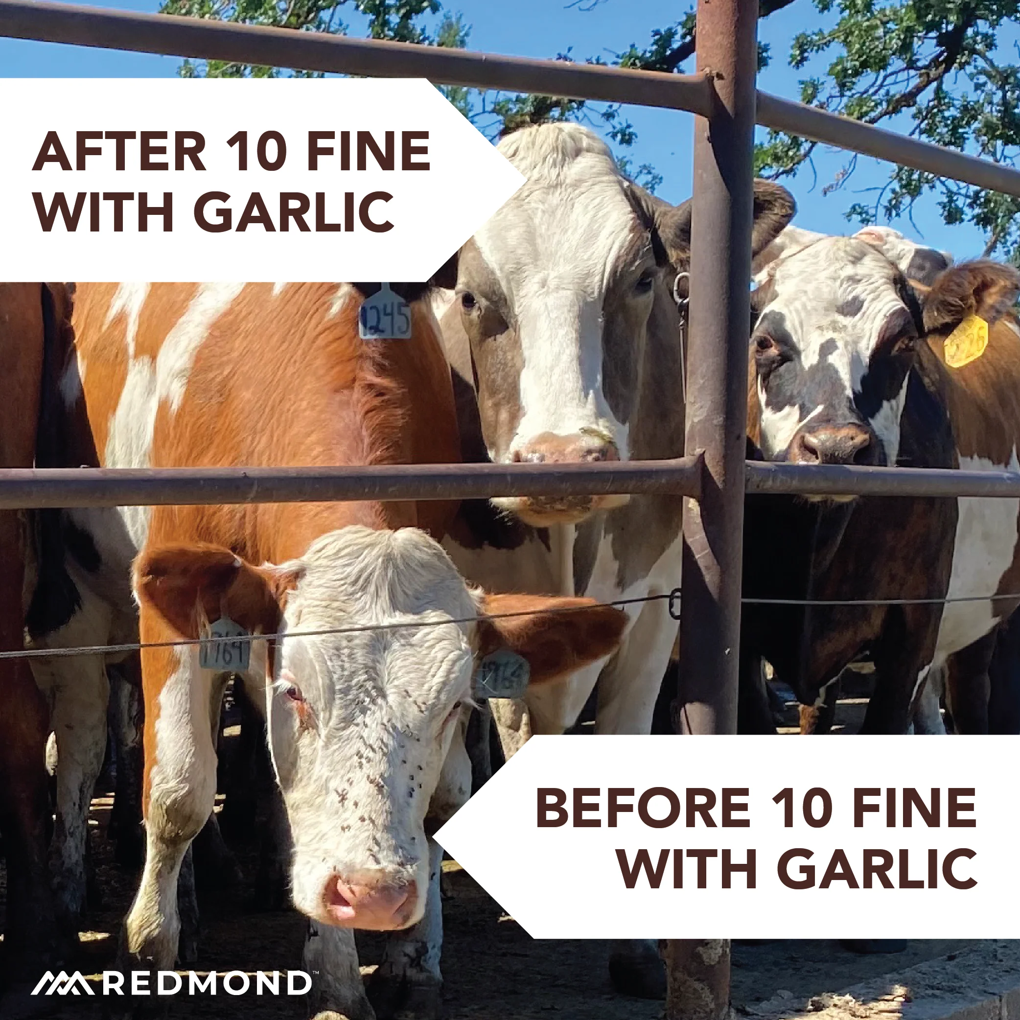 10 Fine with Garlic - Image 8
